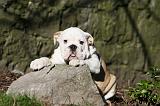 BULLDOG ANGLAIS 052